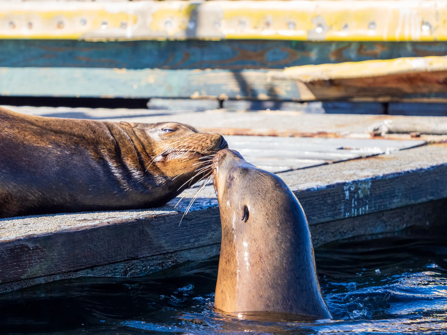 Sea Lion Kiss — fine art print by Tosh Persons